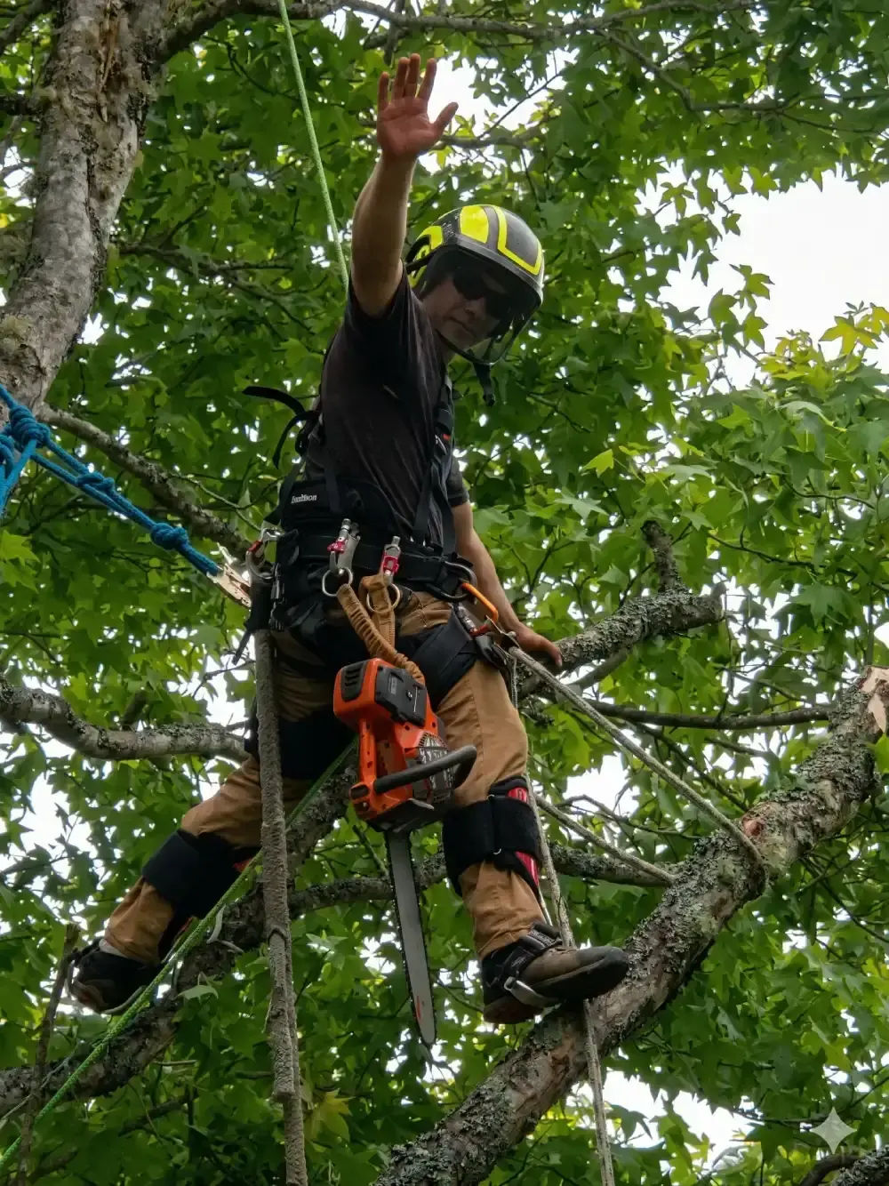 Professional arborist climber in full safety gear waving while performing expert tree work in Brookings, Oregon